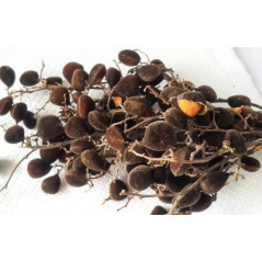 Velvet Tamarind (Icheku...