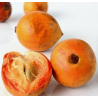 Agbalumo (African Star Apple/ Nwannu/ Udara)