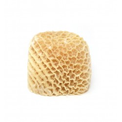 Honeycomb Tripe Shaki