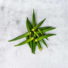 Fresh Okro/ Okra Pack 200G