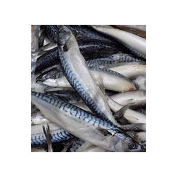 Pacific Mackerel (Pack of 3)