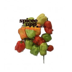 Scotch Bonnet Rodo Pack (Hot Pepper) 100g