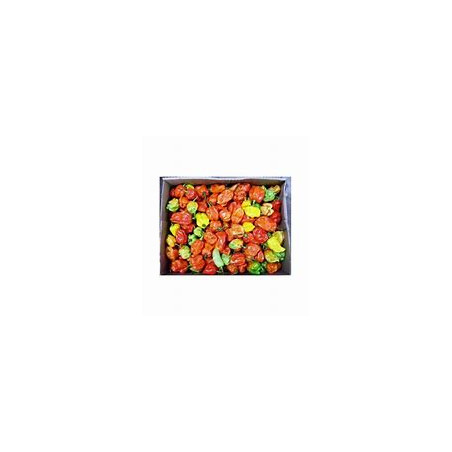 Scotch Bonnet Rodo (Hot Pepper) Half Box