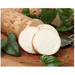 Water Yam