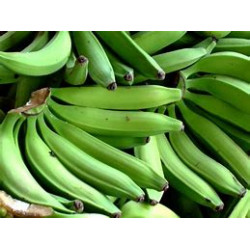 Green Plantain Half Box...