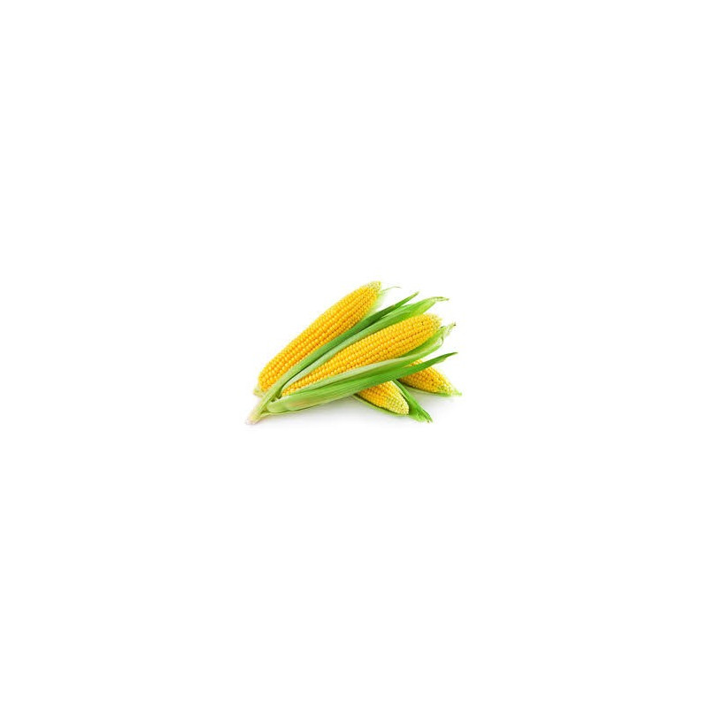 Fresh Sweet Corn