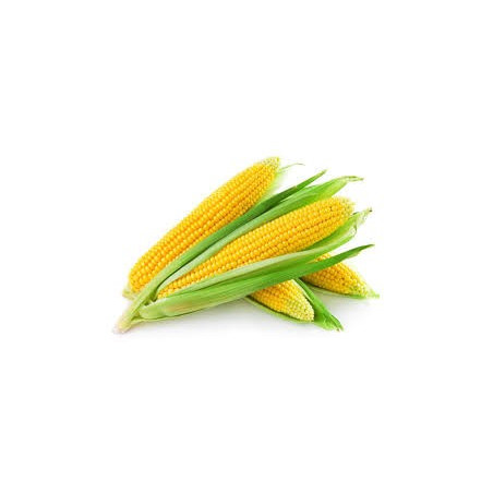 Fresh Sweet Corn