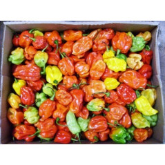 Scotch Bonnet Rodo (Hot...