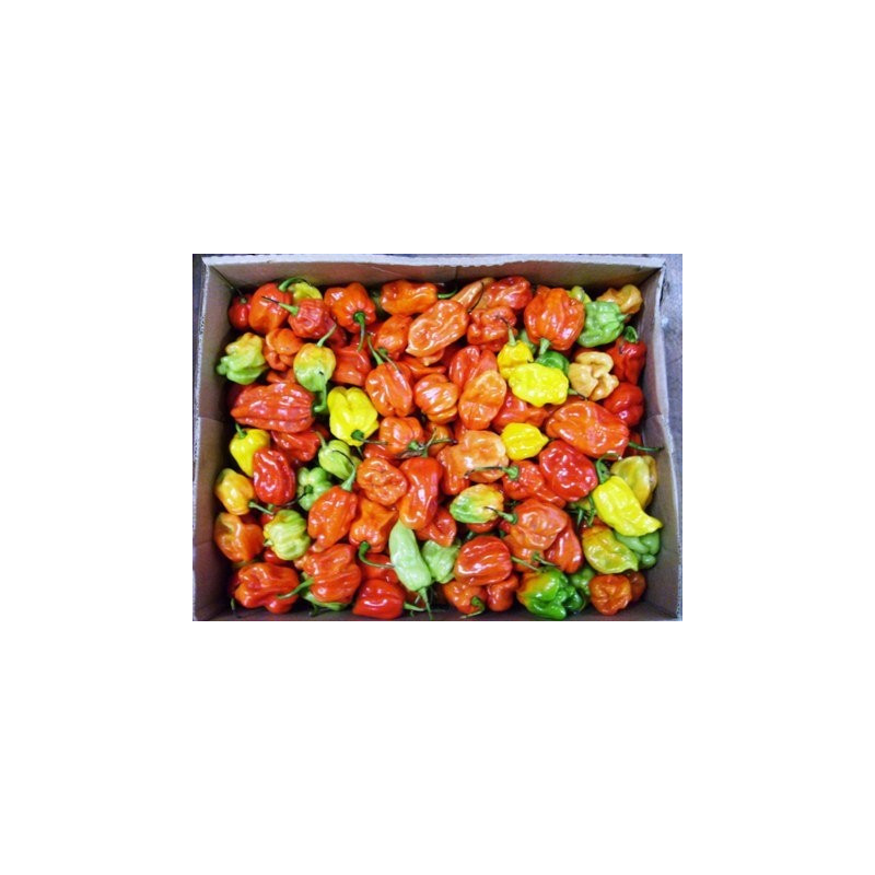 Scotch Bonnet Rodo (Hot Pepper) Box