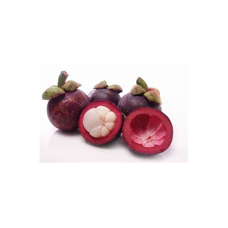 TS Mangosteen Drink 330ml