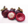 TS Mangosteen Drink 330ml