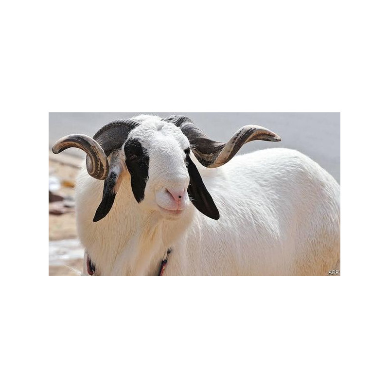 Ileya (Qurbani/Eid) Ram Meat