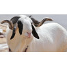 Ileya (Qurbani/Eid) Ram Meat
