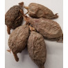 Alligator Pepper/ Mbongo/ Hepper Spice  (1 Pod)