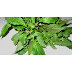 Fresh Scent Leaf/ Nchanwun/...